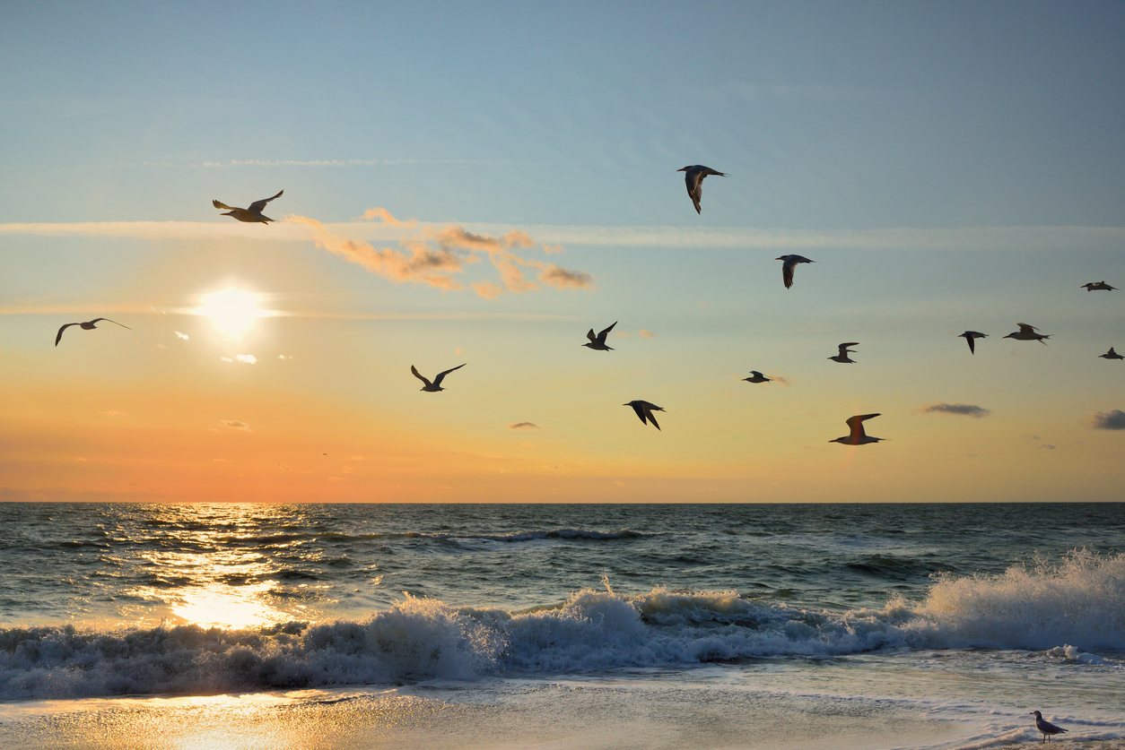 Royal Tern Flock Flyby - III